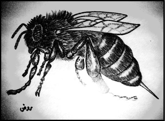 نقره لعرض الصورة في صفحة مستقلة