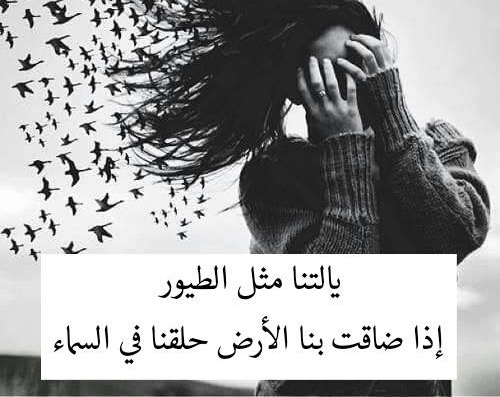 نقره لعرض الصورة في صفحة مستقلة