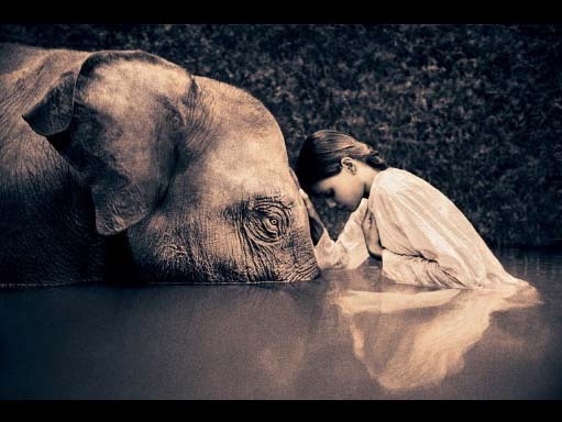 نقره لعرض الصورة في صفحة مستقلة