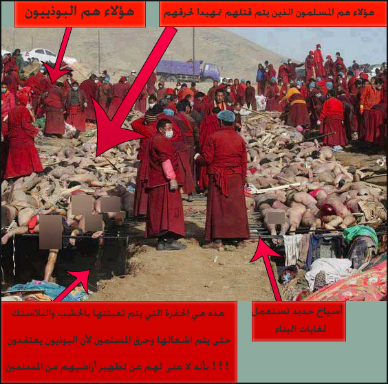 نقره لعرض الصورة في صفحة مستقلة