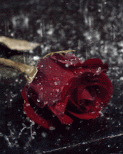 نقره لعرض الصورة في صفحة مستقلة