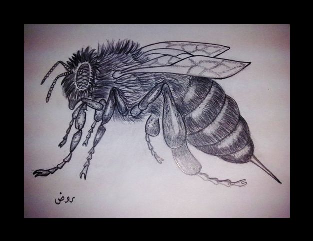 نقره لعرض الصورة في صفحة مستقلة